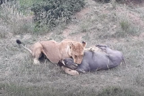 CLIP: Trốn dưới hang đất, lợn bướu vẫn không thoát khỏi nanh vuốt của sư tử