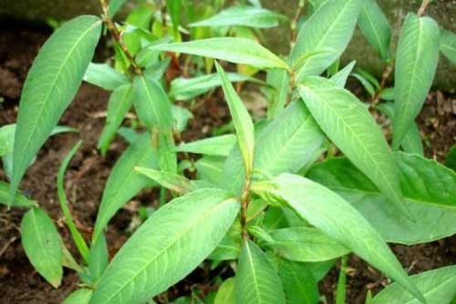 Những điều cần biết khi ăn rau răm, cẩn thận nguy hại sức khỏe