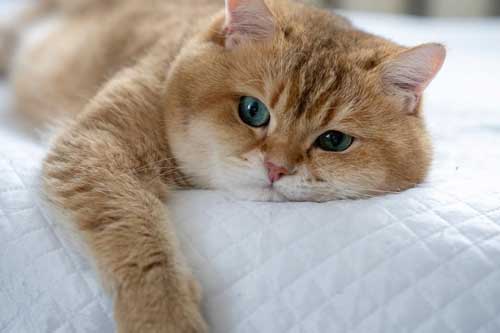 Lợi ích không tưởng của việc nuôi mèo, bạn có thể sẽ hối hận vì không biết điều này sớm hơn