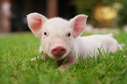 Top 4 con giáp được 'Thần Tài chiếu cố', dễ gặp may mắn đủ đường, tiền tiêu mãi không hết trong 10 ngày đầu tháng 6 Âm lịch