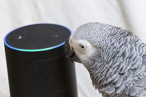 Bị đuổi khỏi vườn thú vì chửi bậy, con vẹt còn "tán tỉnh" trợ lý ảo để mua đồ ăn trên Amazon