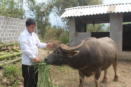 Lai Châu: Làm giàu từ mô hình chăn nuôi tổng hợp