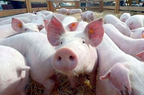 Nhiều người thắc mắc không biết mua thịt lợn nhập từ Thái Lan ở đâu