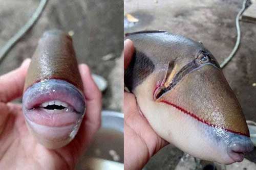 Sự thật về loài cá có răng trắng đều tăm tắp như con người "gây bão" mạng xã hội