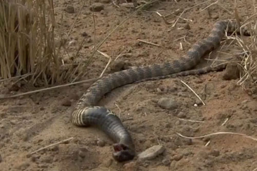 Gặp phải ‘quái thú có áo giáp sắt’, rắn hổ mang cực độc đành phải giả chết để tránh bị tấn công