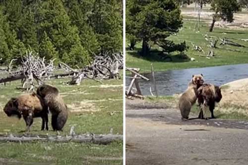 Gấu xám đại chiến bò rừng: Kết cục khá bất ngờ