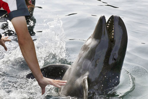 Nhật Bản lần đầu tiên giới thiệu cá voi lai tới công chúng