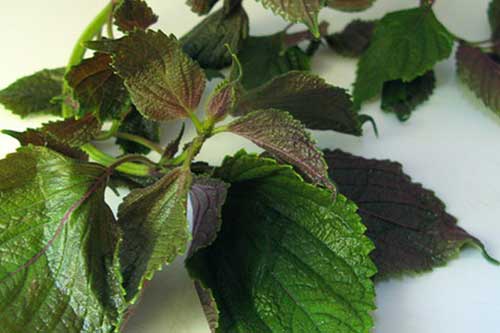 Những loại rau là "tiên dược" chữa bệnh thần kỳ