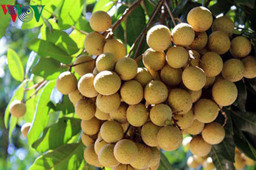 Sông Mã được biết đến là vựa nhãn lớn nhất của tỉnh Sơn La