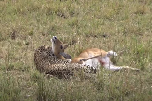 CLIP: Báo hoa mai đoạt mạng linh dương trong chớp mắt