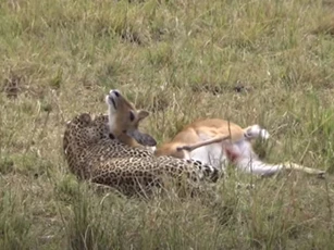 CLIP: Báo hoa mai đoạt mạng linh dương trong chớp mắt