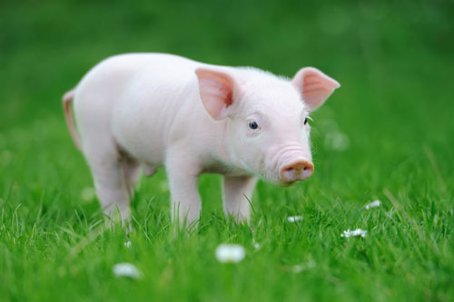 Top 3 con giáp dễ trở thành đại gia, tiền bạc đầy két, càng già càng giàu