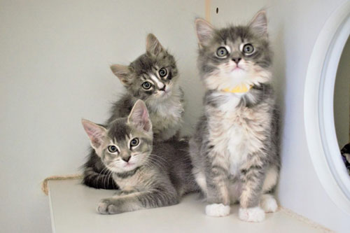 'Thần Tài ban thưởng', 3 con giáp dễ giàu 'bất thình lình', tiêu tiền không phải suy nghĩ trong 20 ngày tới