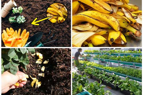Vứt 1 nắm vỏ chuối ra vườn, không cần 1 giọt hoá chất cả vườn rau vẫn "lớn phổng", xanh non mướt mắt