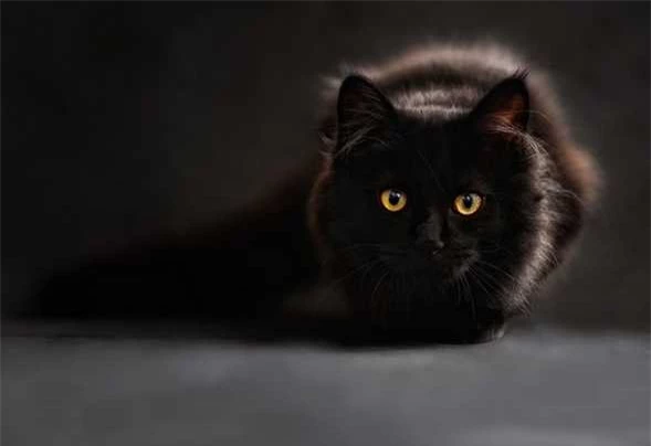 Kiêng cho mèo đen vào nhà trong ngày này