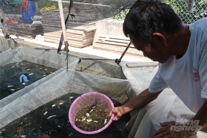 Mỗi tháng, gia đình ông Nghị xuất bán ra thị trường 30 vạn ốc giống. Ảnh: Mai Chiến.