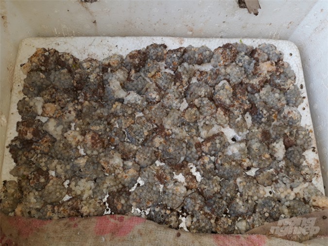 Sau 15 ngày ấp trong thùng xốp, buồng trứng từ màu trắng chuyển sang màu đen thì có nghĩa là trứng bắt đầu nở ốc. Ảnh: Mai Chiến.