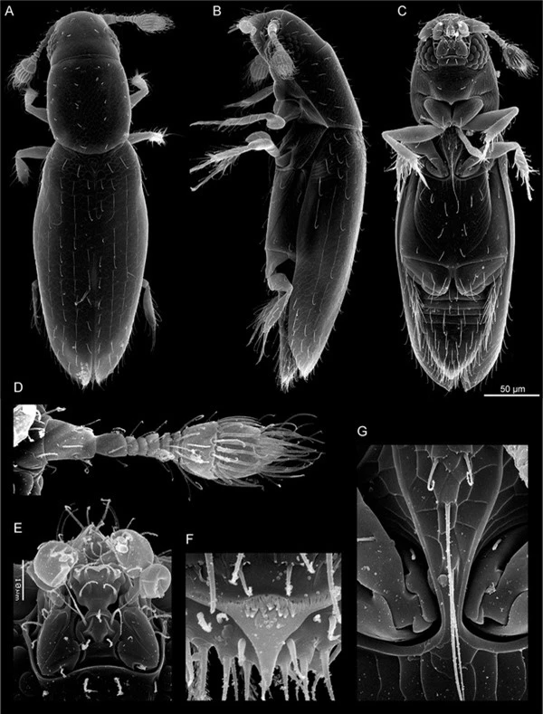 151014insect03-81795