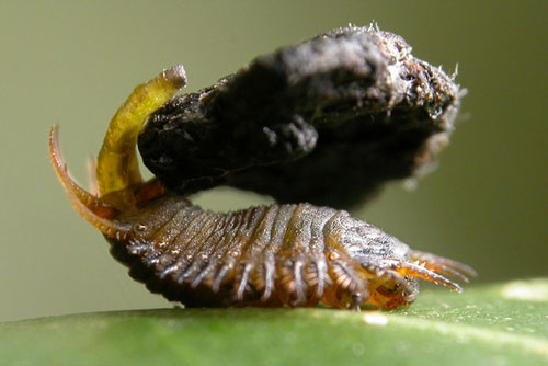 Phát hiện ấu trùng bọ rùa dùng phân làm vũ khí chiến đấu