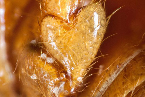 Thú vị: Loài bọ cánh cứng có đốt chân hình trái tim