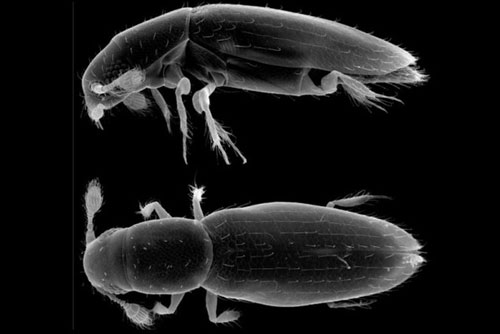 Xem tận mắt con bọ bé nhất thế giới