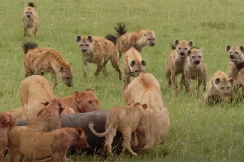 CLIP: Vừa đuổi được đàn linh cẩu, "gia đình" sư tử lại bị đồng loại cướp mồi