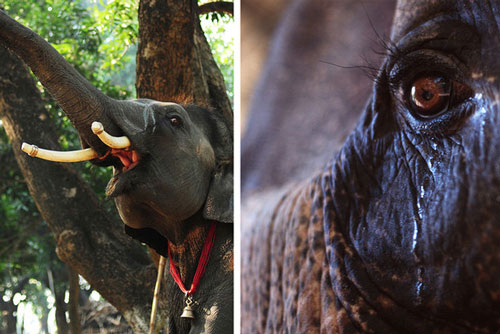 8 sự thật chứng minh các loài vật có thể giống con người đến mức đáng kinh ngạc, thậm chí còn giàu cảm xúc hơn chính chúng ta