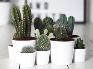 CLIP: Hướng dẫn làm chậu trồng xương rồng từ chai nhựa cực đẹp