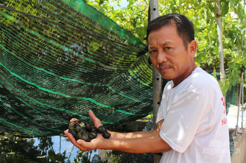 Nam Định: Thu nhập cao từ nghề ương ốc nhồi giống