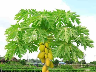 Uống một cốc nước này vào mỗi sáng, bạn sẽ không còn lo đau dạ dày