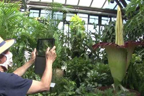 Đổ xô đi xem bông hoa 'nữ hoàng thịt thối' khoe sắc