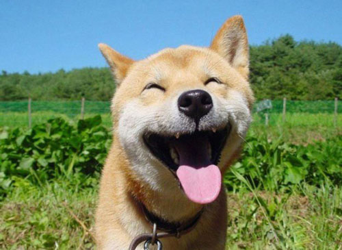 Bạn sẽ cảm thấy thoải mái hơn khi ngắm nhìn những “nụ cười” trong thế giới động vật