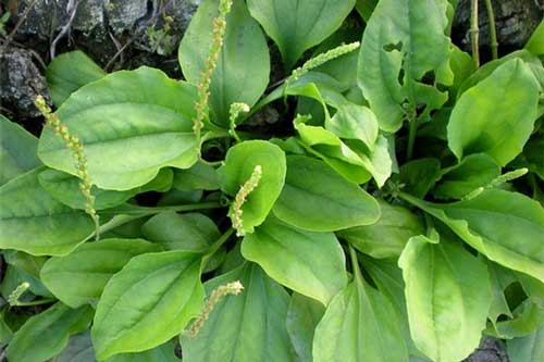 3 loại cây là "thần dược" để không bị nóng gan