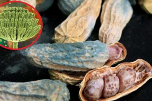 Chất độc gấp xyanua 10 lần, chỉ 1mg đã gây ưng thư, thường xuất hiện trong 5 loại thực phẩm nhà nào cũng có