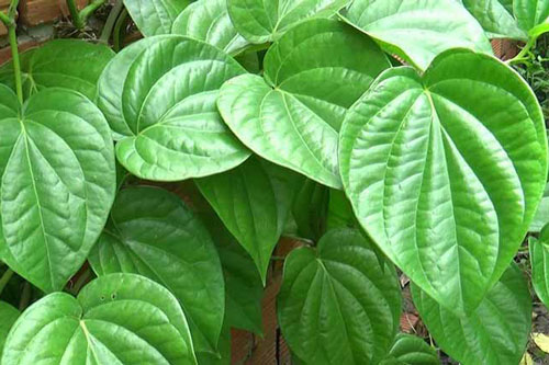 Bị 15 bệnh này cứ dùng lá trầu không là khỏi, đừng dại uống thuốc Tây hại người