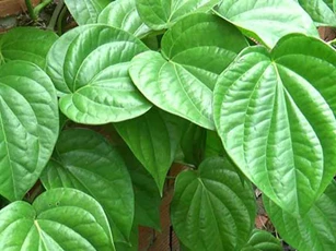 Bị 15 bệnh này cứ dùng lá trầu không là khỏi, đừng dại uống thuốc Tây hại người