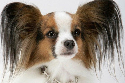 Những món đồ xa xỉ nhưng lại vô dụng nhất thế giới