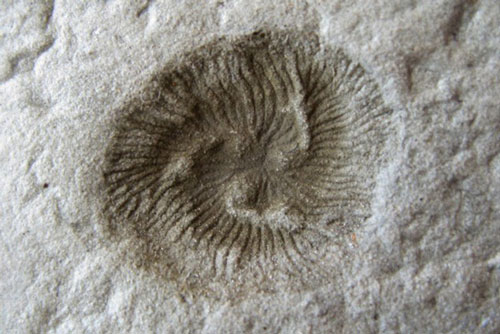 Sinh vật bí ẩn 550 triệu tuổi tiết lộ quá trình tiến hóa kỳ lạ trên Trái đất