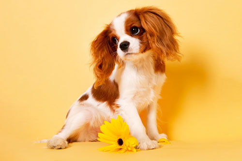 Top 4 con giáp dễ gặp xui xẻo đủ đường, cẩn thận kẻo tán gia bại sản trong 6 tháng cuối năm 2020