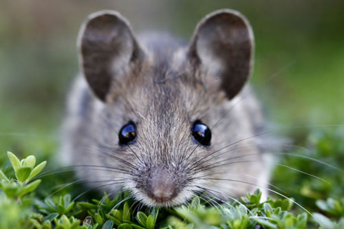 Top 4 con giáp dễ giàu 'bất thình lình', đếm tiền 'sái tay' trong tháng 6 Âm lịch