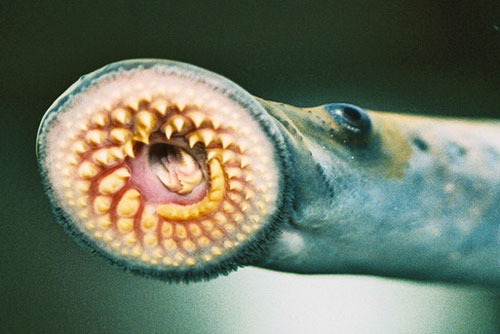 Phát hiện bằng chứng vi khuẩn "ma cà rồng" gần 1 tỉ năm tuổi