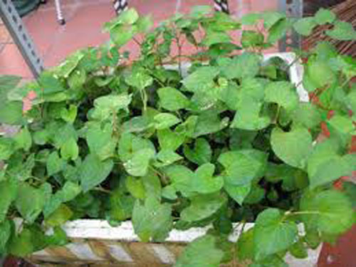 CLIP: Hướng dẫn trồng rau diếp cá đơn giản trong thùng xốp