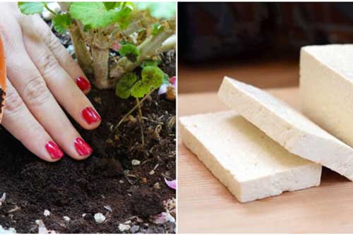 Chỉ cho bìa đậu xuống đất, 2 ngày sau hoa - rau nở rộ đầy sức sống, sạch sâu bệnh khiến bạn bất ngờ