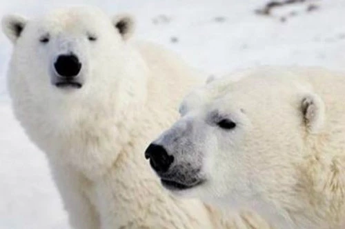 Gấu bắc cực sẽ tuyệt chủng vào cuối thế kỷ 21 - Ảnh: Reuters.