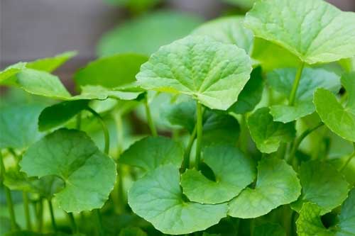 "Tiên dược" cho sức khỏe giá rẻ mà ai ai cũng đang thờ ơ