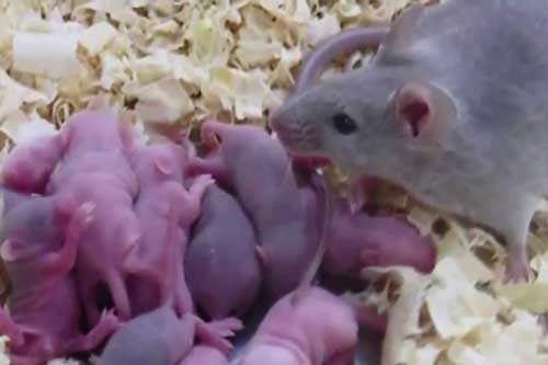 Chuột nhà bạn sẽ 'một đi không trở về' chỉ bằng những nguyên liệu có sẵn trong bếp