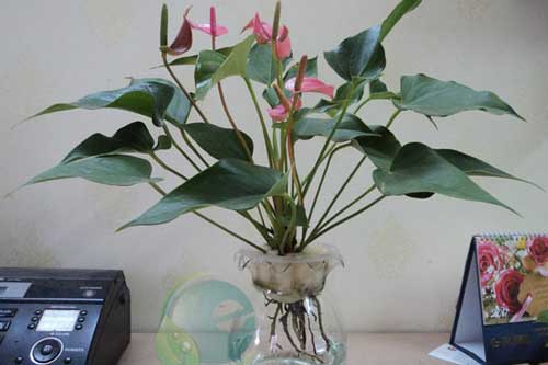 Có cây này trong nhà tiền vào như nước, thần tài "độ mệnh" công danh có thể lên như diều gặp gió, mấy chốc phát tài