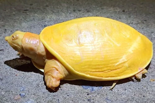 Con rùa toàn thân màu vàng tươi. (Ảnh: ANI)