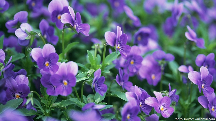 Tháng sinh của bạn tương ứng với loại hoa nào?