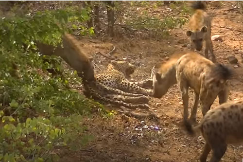 CLIP: Báo hoa mai nhận cái kết đắng khi đụng độ đàn linh cẩu